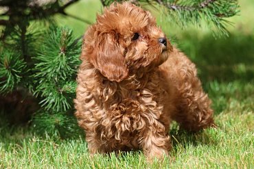 Cavapoo red A