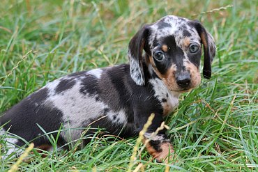 Dachshund black merle A 1