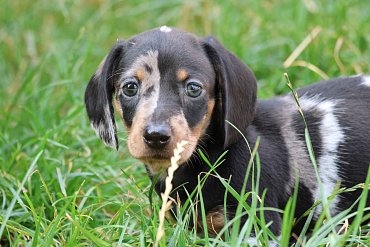 Dachshund black merle A 4