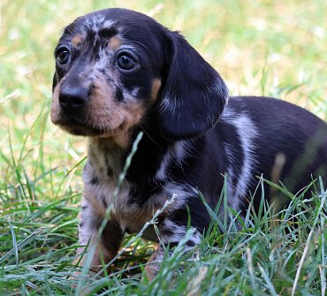 Dachshund black merle A 2