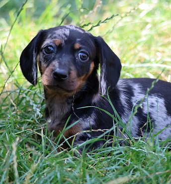 Dachshund black merle A 3