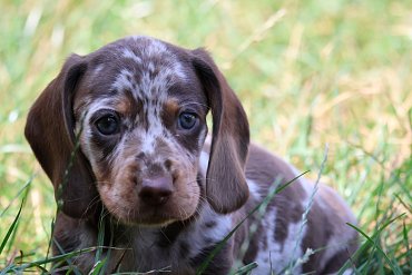 Dachshund chocolate merle A 5