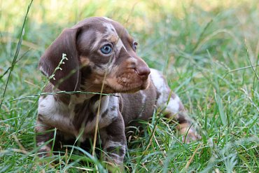 Dachshund chocolate merle A 6