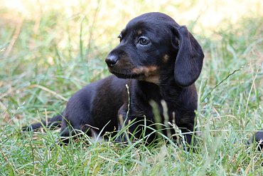 Dachshund black merle B 1