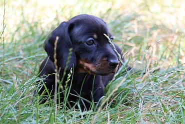 Dachshund black B 2