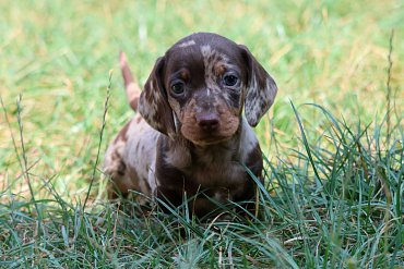 Dachshund chocolate merle B 3