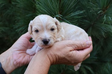 Maltipoo cream 1