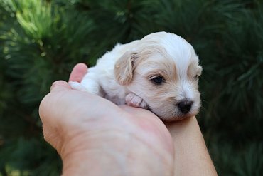 Maltipoo Creme 3