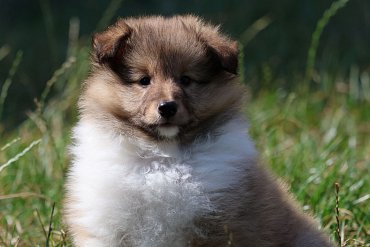 Sheltie Sable 1