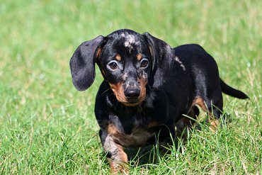 Dachshund black merle C 1