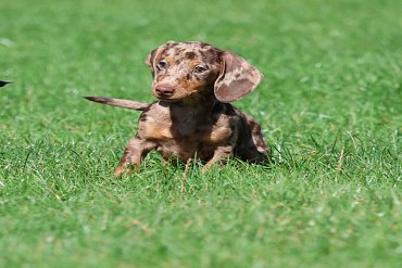 Dachshund chocolate merle C 2