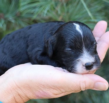 Cavapoo whole litter €700/pc