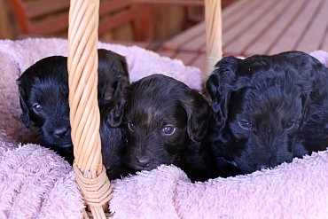 Cockapoo whole litter 700€/pc