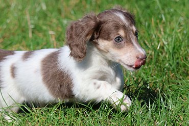 Dachshund long-haired piebald D 1