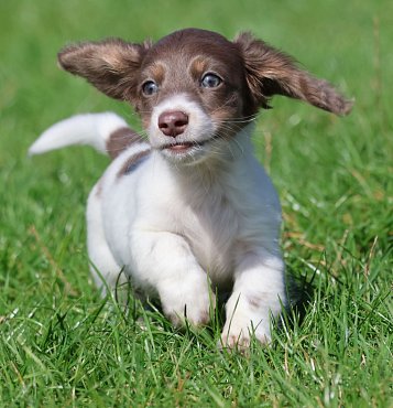 Dachshund long-haired piebald D 2