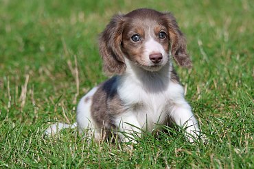 Dachshund long-haired piebald D 3