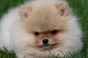 Pomeranian cream 1