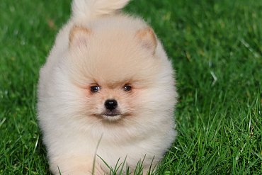 Pomeranian cream 2