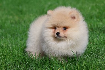 Pomeranian cream 3