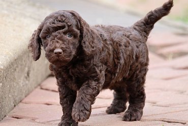 Poodle chocolate 1