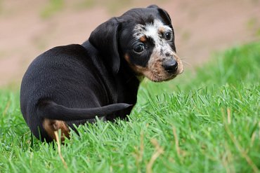 Dachshund black merle A 2