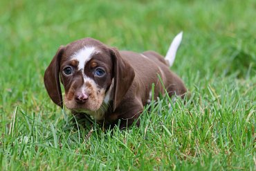 Dachshund chocolate merle A 3