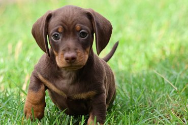 Dachshund chocolate A 4