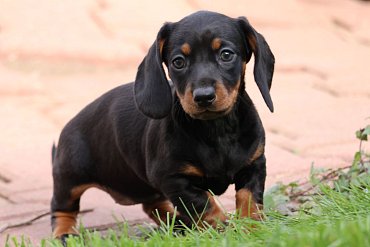 Dachshund black B 1