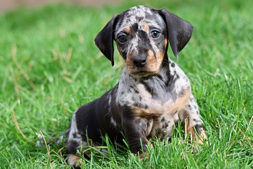 Dachshund black merle B 2