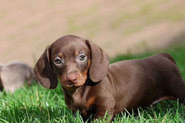 Dachshund chocolate B 3