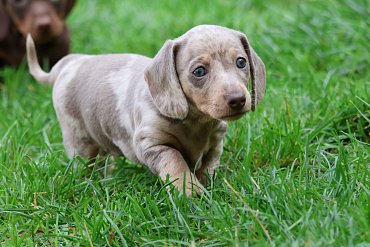 Dachshund isabella merle B 4