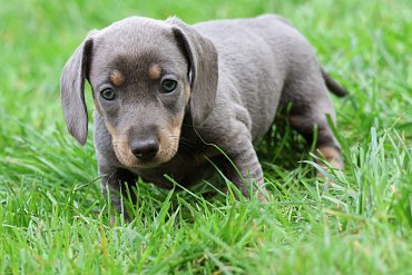 Dachshund blue B 5