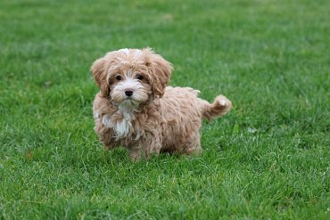 Maltipoo crème 2