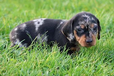 Dachshund black merle B 1