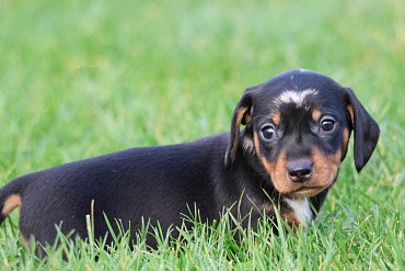 Dachshund black merle B 2