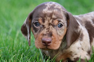 Dachshund chocolate merle B 3