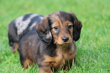 Dachshund long-haired red merle D 1