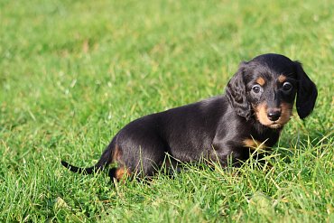 Dachshund long-haired black D 2