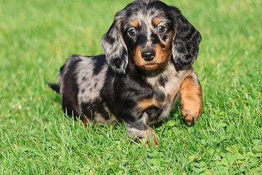 Dachshund long-haired black D 3