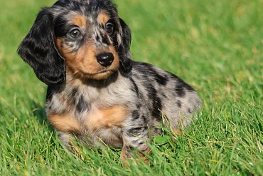 Dachshund long-haired black D 4