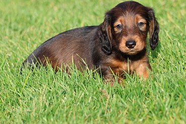 Dachshund long-haired red D 5