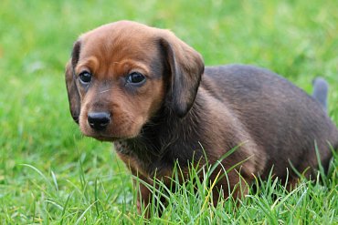 Dachshund red E 1