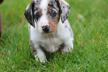 Dachshund piebald E 2