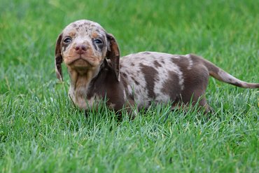 Dachshund chocolate merle F 1