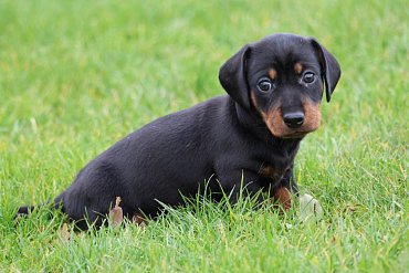 Dachshund black E 3