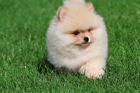 pomeranian-2.jpeg