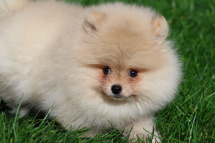 pomeranian-3.jpeg